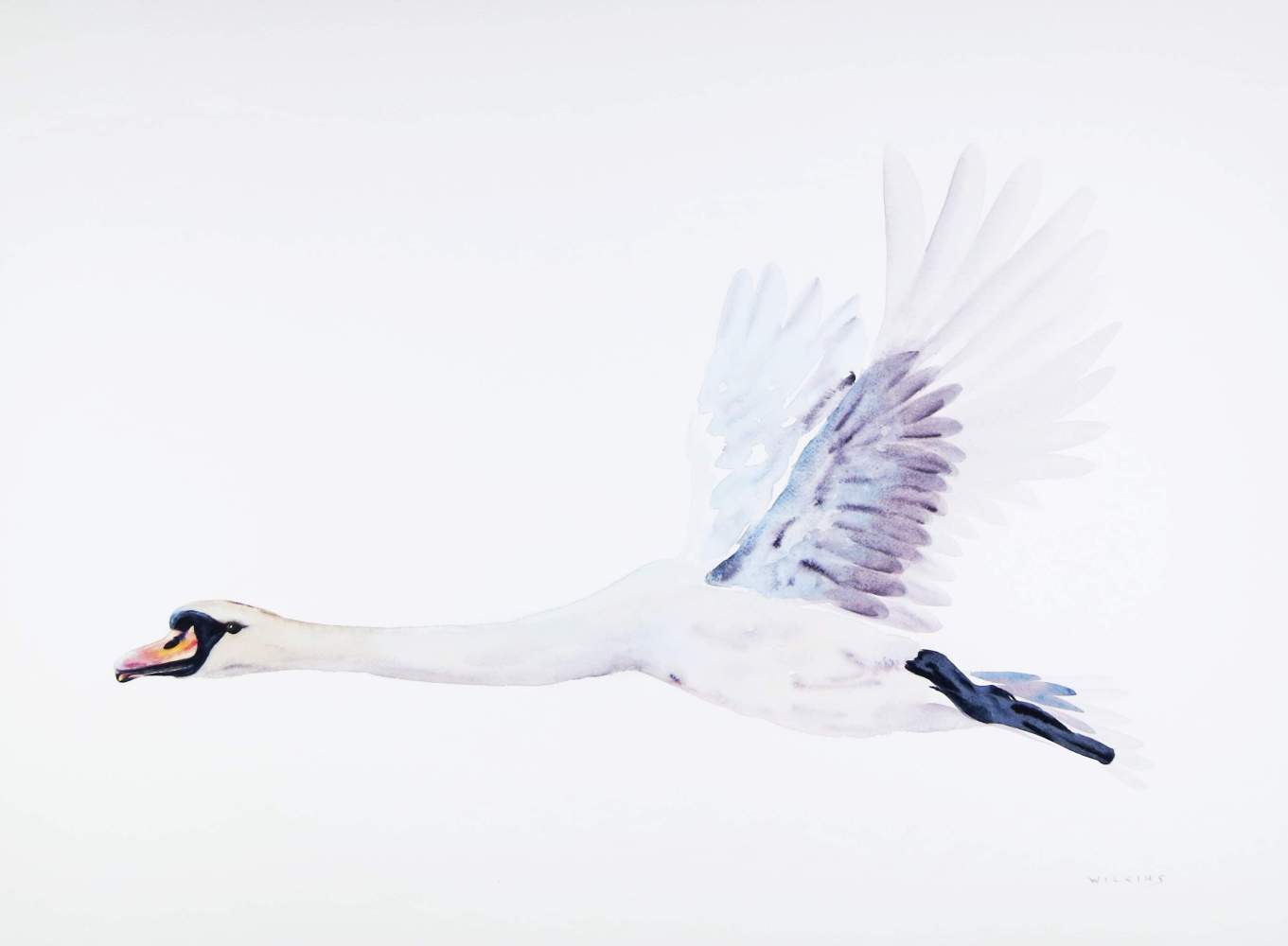 Mute swan painting by Laura Wilkins