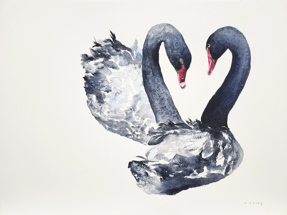 Finished product watercolor black swans couple